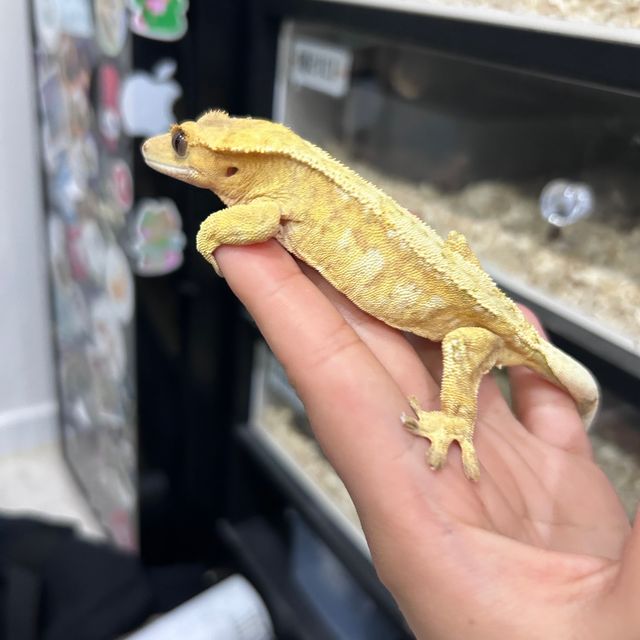 크림 크림시클