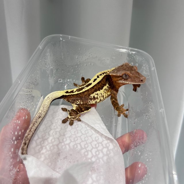 크림 크림시클 카푸치노