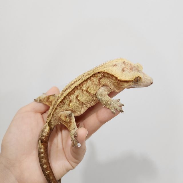 스트로베리 팬텀