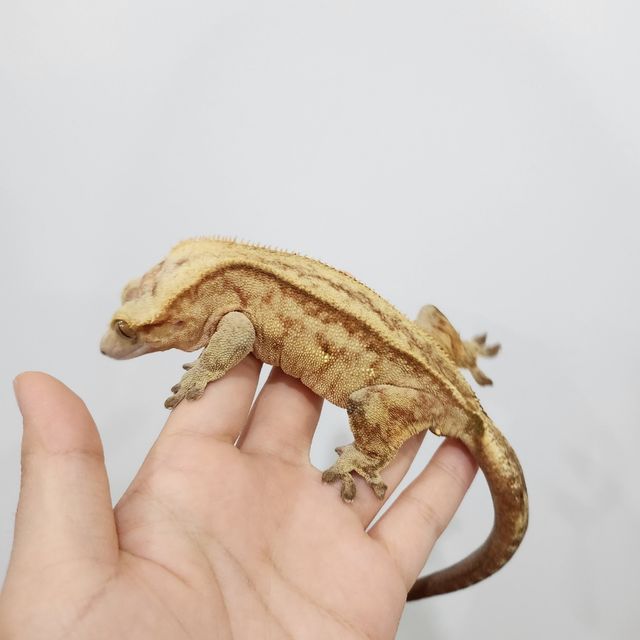 스트로베리 팬텀