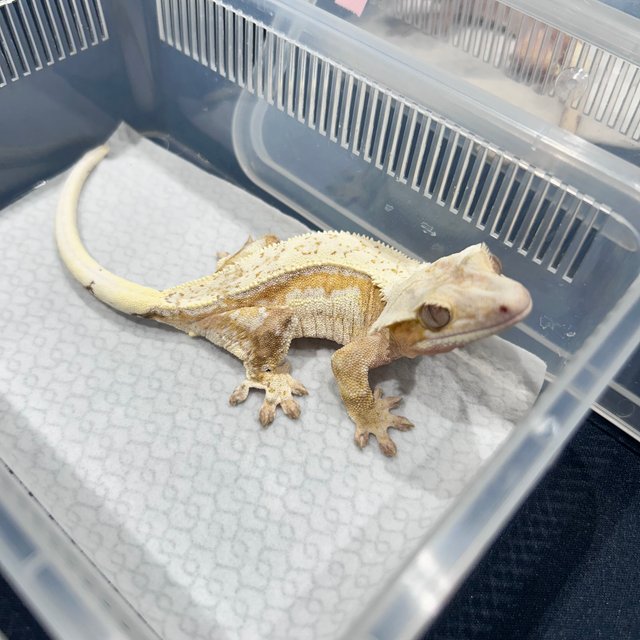 옐로우 크림 크림시클