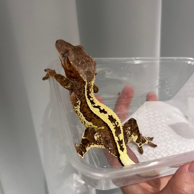 크림 크림시클 카푸치노