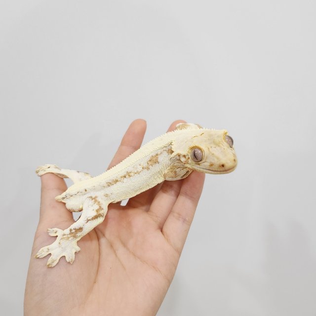 크림 릴리화이트