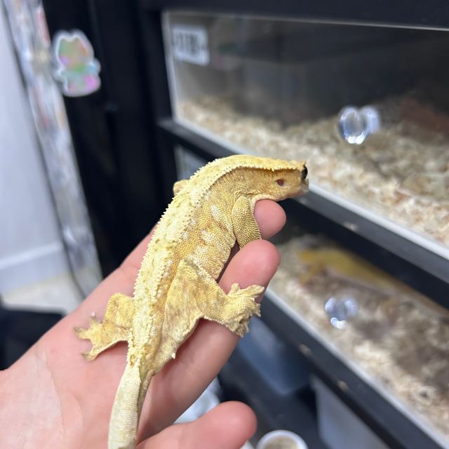 크림 크림시클