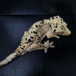 슈퍼달마시안 달마시안