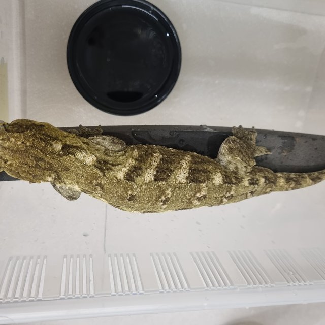 코기스 하키토 GT