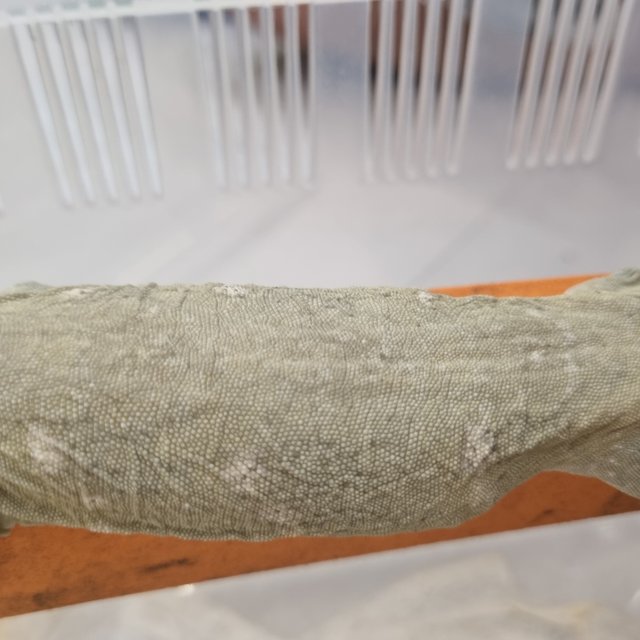 코기스 GT 하키토