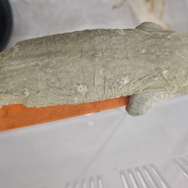 코기스 GT 하키토