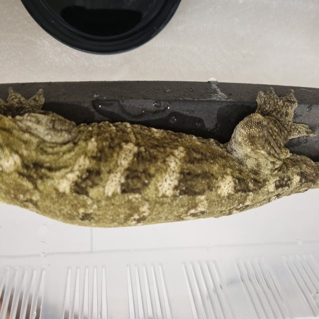 코기스 하키토 GT