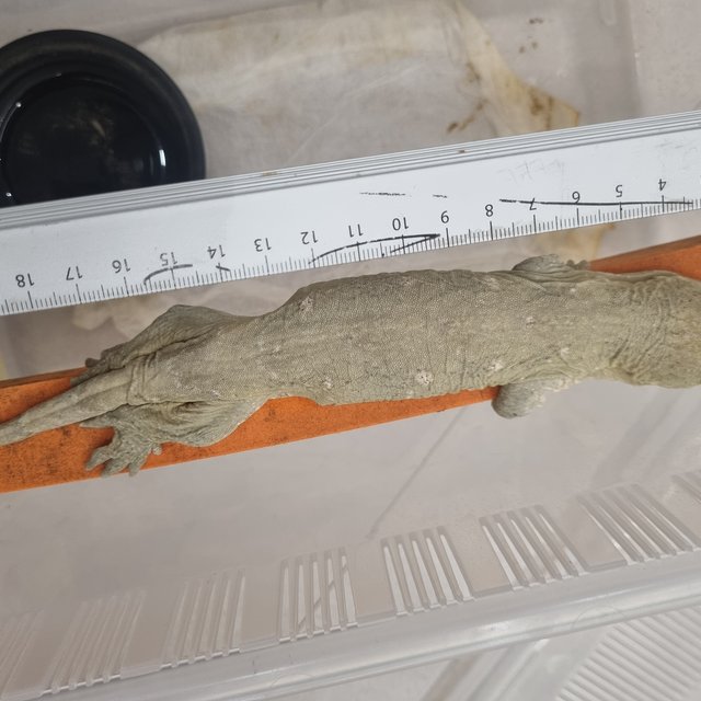 코기스 GT 하키토