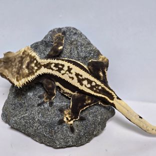 블랑