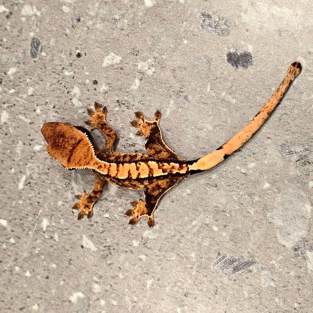 트라이 익스트림할리퀸