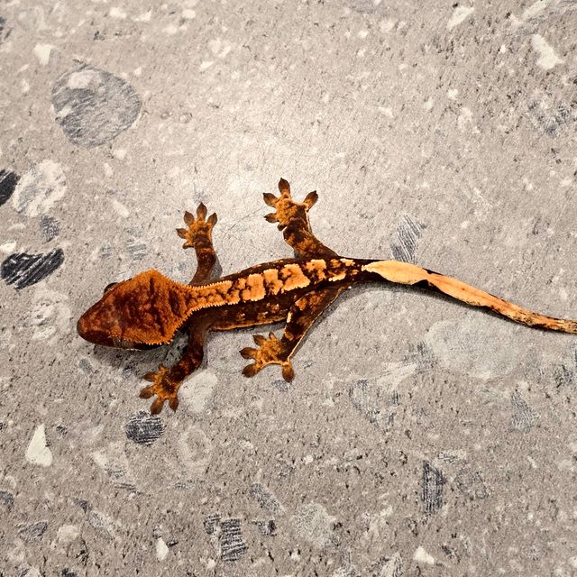 익스트림할리퀸