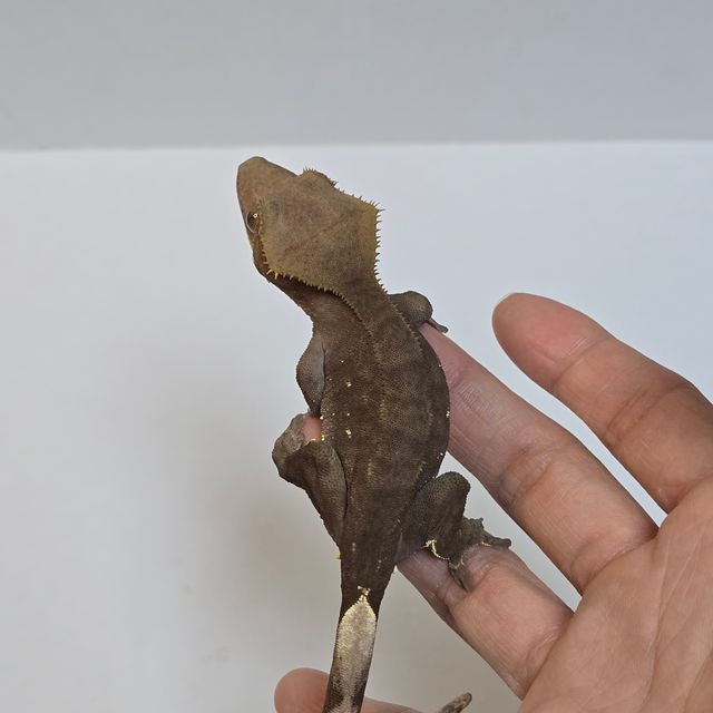 패턴리스 카푸치노