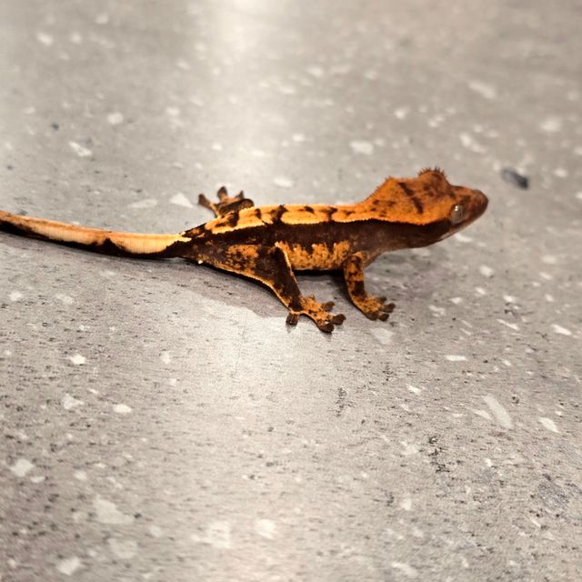 세이블