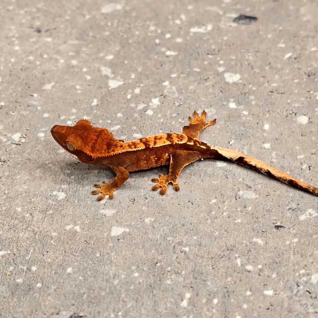 익스트림할리퀸