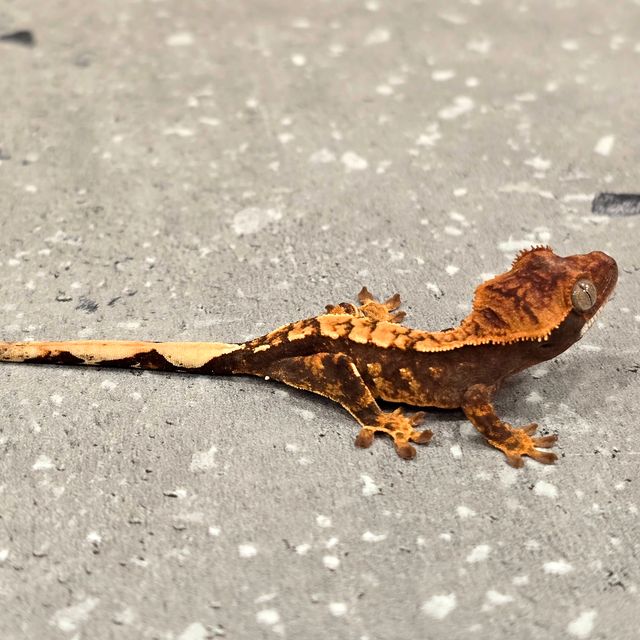 익스트림할리퀸