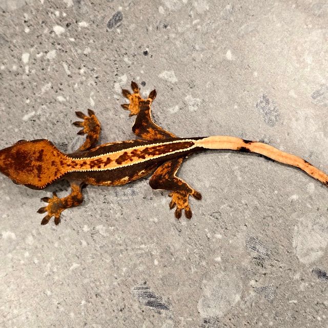 풀핀 핀스트라이프