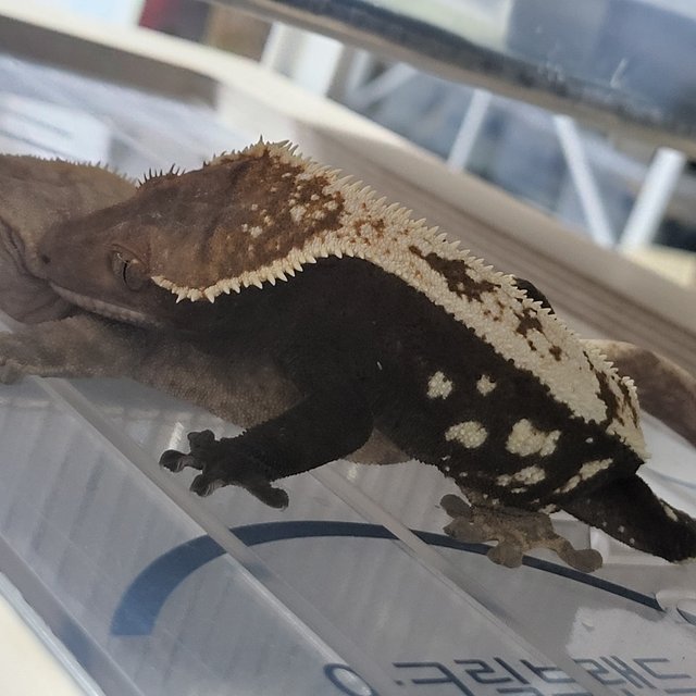 세이블
