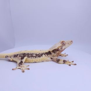 엘*타라5차