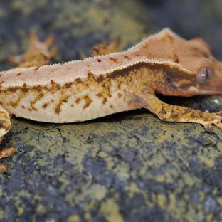 노멀 트라이 화이트스팟