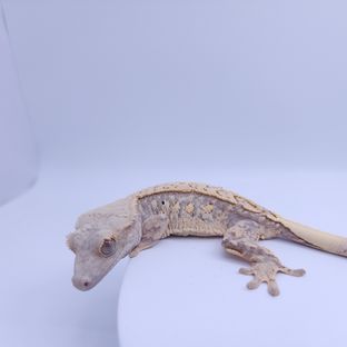 뚀드