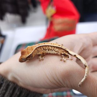 노멀 트라이 풀핀