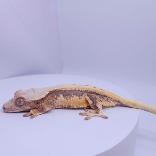 홍시