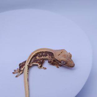 16. 엘*보5차