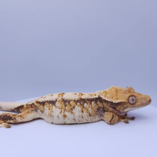 엘라