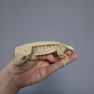 로사