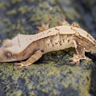 노멀 트라이 화이트스팟