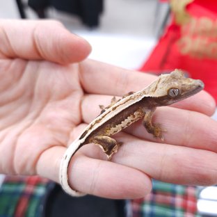 노멀 트라이 풀핀