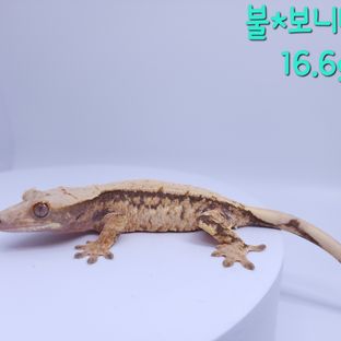 불*보니4차