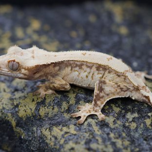 노멀 트라이 드리피