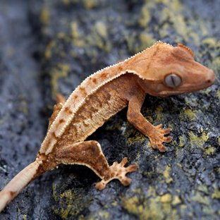 노멀 트라이 풀핀