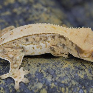 노멀 트라이 풀핀