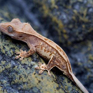 노멀 트라이 풀핀