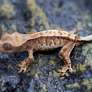 노멀 트라이 텐저린