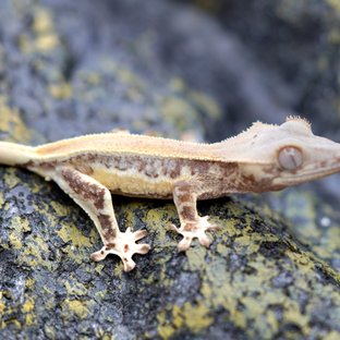 릴리화이트 풀핀