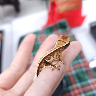 노멀 트라이 풀핀