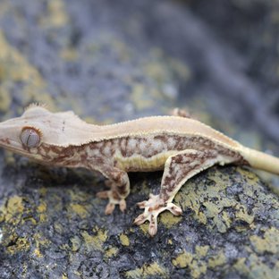 릴리화이트 풀핀