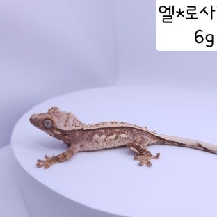 엘*로사10차