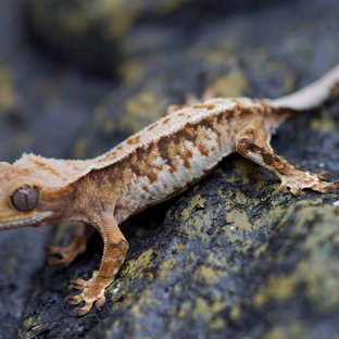 노멀 트라이 텐저린