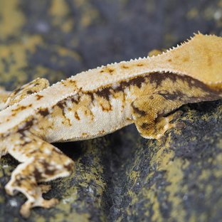 노멀 트라이 풀핀