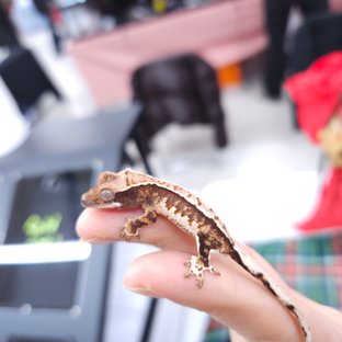 노멀 트라이 풀핀