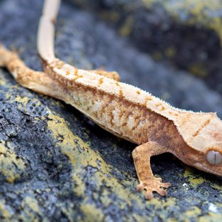 노멀 트라이 풀핀 화이트스팟