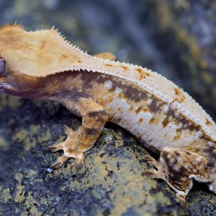 노멀 트라이 풀핀