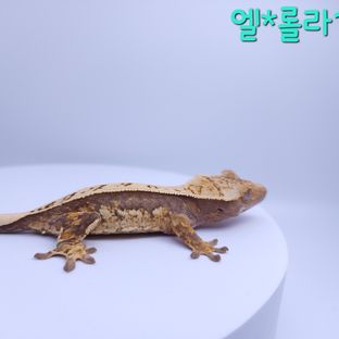 엘*롤라1차