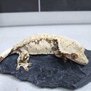 엠즈